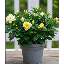 Strong Fragrance Purifying Gardenia , Indoor And Outdoor Balcony Living Room Green Plant Gardenia ,New Product Recommendation: Gardenia , 100pcs - 100 hạt giống - Xem 4