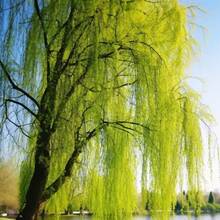 Willow (Salix Babylonica) Weeping Trees Beautiful Soft Limp Twigs Striking Perennial Accent Focal Plant Specimen Tree For Garden Outdoor - 10PCS - 查看 2