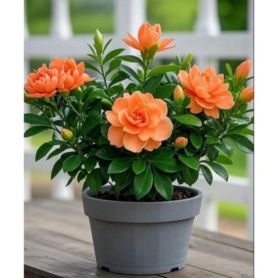 Strong Fragrance Purifying Gardenia , Indoor And Outdoor Balcony Living Room Green Plant Gardenia ,New Product Recommendation: Gardenia , 100pcs - 100 hạt giống - Xem 1