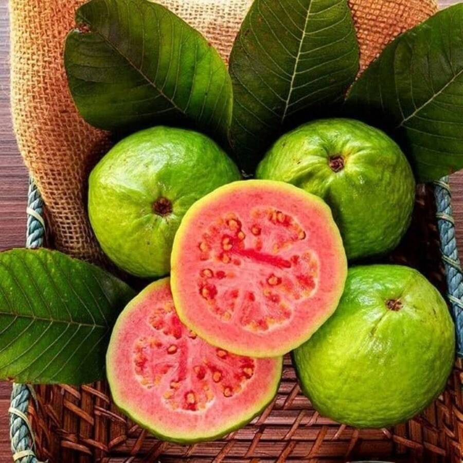 Garden Ropical Strawberry Guava Organic Pink Guava - Exotic Flavor Medley And Privacy In Your Garden - 100Pcs - View 1