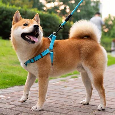 Bộ 3 món dây dắt chó màu đen, áo vest và vòng cổ có thể điều chỉnh cho chó nhỏ/vừa/lớn, phù hợp với các giống chó như Chow Chow, Poodle, Teddy.