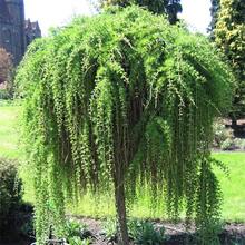 Willow (Salix Babylonica) Weeping Trees Beautiful Soft Limp Twigs Striking Perennial Accent Focal Plant Specimen Tree For Garden Outdoor - 10PCS - 查看 6
