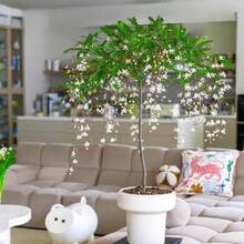 Silk Jasmine - High Survival Rate, Easy To Grow - Suitable For Indoor Balcony Or Office, Fishing Plants, Evergreen All Year Round, Green Plant Jasmine - 每粒種子10粒 - 查看 4