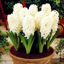 199 Rare Daffodil Bulbs, Hydroponic Perennial Flowers For Home Garden Decoration, Dutch Quality - 199粒種子 - 查看 3