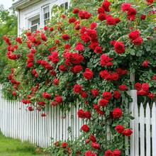 Climbing Rose For Planting Outdoors Heirloom Roses Bushes Ready To Plant Gardening Rose Bush Vine Climber Long-Blooming - 100pcs/seeds - View 4
