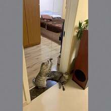 Adjustable Retractable Cat Teaser Wand Toy, Hanging Door Mouse Cat Toy, Cat Supplies - A Mouse Was Hanging On the Door from the Tripod. - View 2