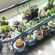 5pcs/Set Mini Colorful Succulent Plants Potted, Cute Small Succulent Planter Pots, Miniature Flower Pots For Home Decor, Gardening And Holiday Decoration - Multicolor - View 4