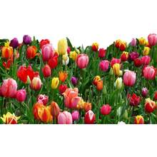 200 Mixed Tulip Bulbs - Tulipa - Biến thể 1 - Xem 4