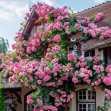 Climbing Rose For Planting Outdoors Heirloom Roses Bushes Ready To Plant Gardening Rose Bush Vine Climber Long-Blooming - 100pcs/seeds - View 2