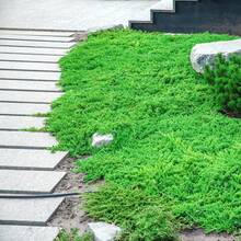 Irish Moss Ground Cover Perennial Ground Cover Clover For Planting Lawn Garden Low Maintenance 1000pcs - 1000個 - 查看 5
