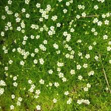 Irish Moss Ground Cover Perennial Ground Cover Clover For Planting Lawn Garden Low Maintenance 1000pcs - 1000個 - 查看 2