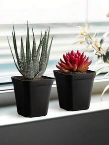 10/20/50个装方形植物播种种植杯塑料深盆苗圃树盆花卉植物容器盆栽花园种植 - 多色 - 查看 3