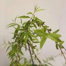 Willow (Salix Babylonica) Weeping Trees Beautiful Soft Limp Twigs Striking Perennial Accent Focal Plant Specimen Tree For Garden Outdoor - 10PCS - 查看 4