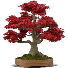 Árbol de bonsái de arce rojo japonés Nan, árboles de arce de alto valor, plantas de paisaje en maceta con crecimiento a largo plazo, resistentes al frío, adecuados para patios y cultivo en maceta, tanto para interiores como exteriores - 101 piezas - Ver 5