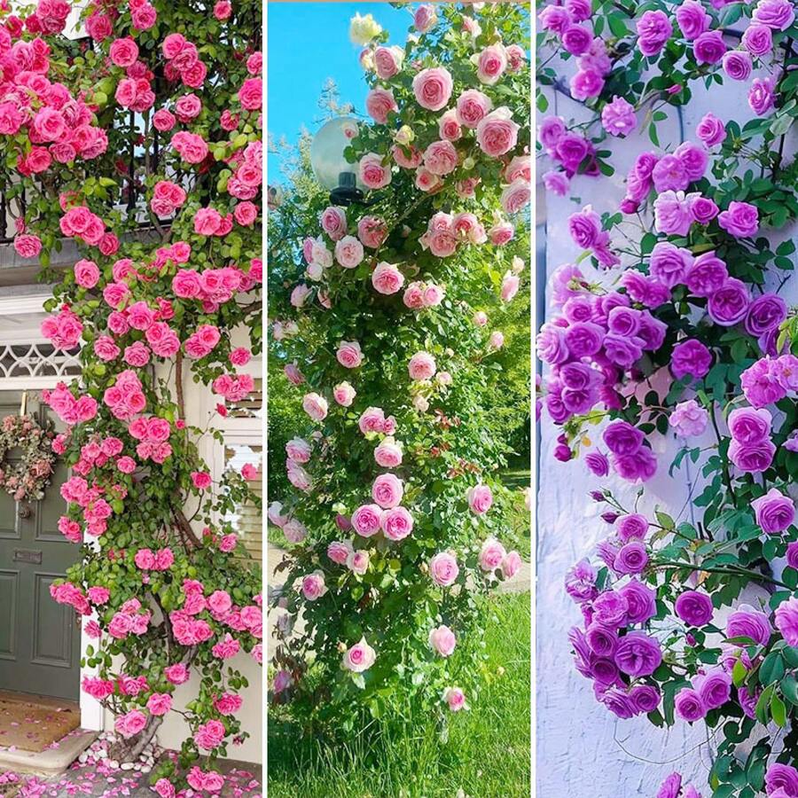 Climbing Rose For Planting Outdoors Heirloom Roses Bushes Ready To Plant Gardening Rose Bush Vine Climber Long-Blooming - 100pcs/seeds - View 1