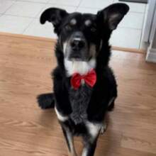 1pc Adjustable Pet Bow Tie Collar - Durable Polyester Material, Suitable For Small To Large Dogs And Cats - Multicolor - View 5
