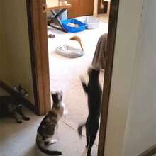 Adjustable Retractable Cat Teaser Wand Toy, Hanging Door Mouse Cat Toy, Cat Supplies - A Mouse Was Hanging On the Door from the Tripod. - View 1