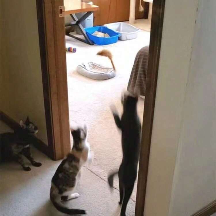 Đồ chơi cần câu cho mèo có thể điều chỉnh độ dài, đồ chơi chuột treo cửa cho mèo, đồ dùng cho mèo. - Một con chuột đang bám vào cánh cửa từ giá ba chân. - Xem 1