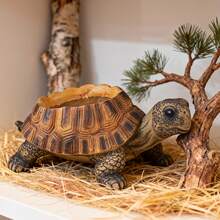 1pc Realistic Turtle Shaped Planter; Brown And Gray Textured Resin Turtle Shaped Planter, Realistic Turtle Shell Detail Simulated Succulent Plant Pot Sculpture, Country Style Animal Plant Display Rack, Suitable For Yard, Lawn, Patio, Spring And Summer Outdoor Backyard Landscape Decoration And Gift - One Size - View 6