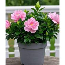 Strong Fragrance Purifying Gardenia , Indoor And Outdoor Balcony Living Room Green Plant Gardenia ,New Product Recommendation: Gardenia , 100pcs - 100 hạt giống - Xem 2