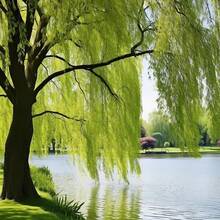 Willow (Salix Babylonica) Weeping Trees Beautiful Soft Limp Twigs Striking Perennial Accent Focal Plant Specimen Tree For Garden Outdoor - 10PCS - 查看 5