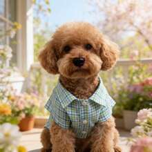 BJAYPET 春夏薄款格子衬衫宠物服装，适合小型/中型犬猫的时尚服饰 - 綠色 - 查看 3