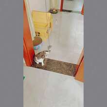 Adjustable Retractable Cat Teaser Wand Toy, Hanging Door Mouse Cat Toy, Cat Supplies - A Mouse Was Hanging On the Door from the Tripod. - View 4