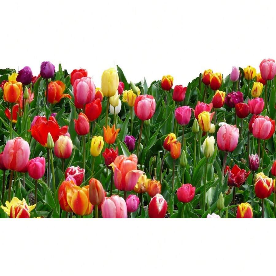 200 Mixed Tulip Bulbs - Tulipa - Biến thể 1 - Xem 1