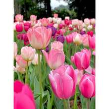 200 Mixed Tulip Bulbs - Tulipa - Biến thể 1 - Xem 2