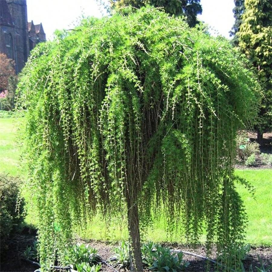 Willow (Salix Babylonica) Weeping Trees Beautiful Soft Limp Twigs Striking Perennial Accent Focal Plant Specimen Tree For Garden Outdoor - 10PCS - 查看 1