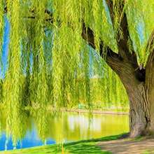 Bright Green Weeping Willow Cuttings, Grow 4 Trees -  Weeping Willow Root Stock - Great For Bonsai Or Grow Outdoors - 4 Cắt - Xem 2