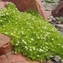 Irish Moss Ground Cover Perennial Ground Cover Clover For Planting Lawn Garden Low Maintenance 1000pcs - 1000個 - 查看 4