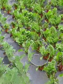 10/20个镀锌U型花园安全钉 - 草坪布种植用品，防风钉，防锈花园U型固定钉，用于固定草坪布、网布、帐篷、户外花园锚固工具、农用薄膜覆盖物、庭院帐篷地钉 - 款式一 - 查看 9