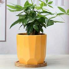 4件套圆形竹制植物托盘套装 - 多功能种植托盘，带排水孔，适用于室内外，非常适合多肉植物和仙人掌 - 圓形 - 查看 2