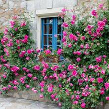 Climbing Rose For Planting Outdoors Heirloom Roses Bushes Ready To Plant Gardening Rose Bush Vine Climber Long-Blooming - 100pcs/seeds - View 5