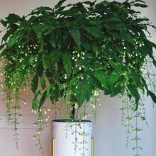 Silk Jasmine - High Survival Rate, Easy To Grow - Suitable For Indoor Balcony Or Office, Fishing Plants, Evergreen All Year Round, Green Plant Jasmine - 每粒種子10粒 - 查看 5