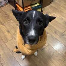 Búp bê chó/mèo nhồi bông có tiếng kêu, thú nhồi bông tương tác. - Nhiều màu - Xem 6