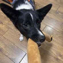 Búp bê chó/mèo nhồi bông có tiếng kêu, thú nhồi bông tương tác. - Nhiều màu - Xem 4