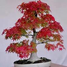 Árbol de bonsái de arce rojo japonés Nan, árboles de arce de alto valor, plantas de paisaje en maceta con crecimiento a largo plazo, resistentes al frío, adecuados para patios y cultivo en maceta, tanto para interiores como exteriores - 101 piezas - Ver 3