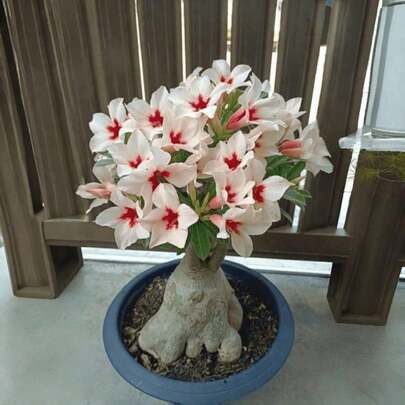 100 Pieces Desert Rose  Ornamental Flower  Outdoor Flower Bed Planting Stretchy Petals Add Interest to Outdoor Space