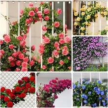Climbing Rose For Planting Outdoors Heirloom Roses Bushes Ready To Plant Gardening Rose Bush Vine Climber Long-Blooming - 100pcs/seeds - View 3