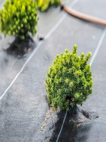 Tela de barrera negra - Tela de barrera de plástico, adecuada para herramientas de jardinería y cuidado del césped, barrera - Tela antimaleza - Ver 3