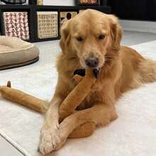 Búp bê chó/mèo nhồi bông có tiếng kêu, thú nhồi bông tương tác. - Nhiều màu - Xem 3