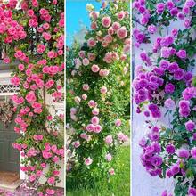 Climbing Rose For Planting Outdoors Heirloom Roses Bushes Ready To Plant Gardening Rose Bush Vine Climber Long-Blooming - 100pcs/seeds - View 6