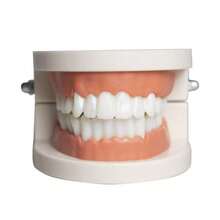 1 mô hình răng giả sáng tạo, mô hình răng dễ thương dùng để giảng dạy, luyện tập đánh răng, mô hình chăm sóc răng miệng. - Màu be - Xem 9