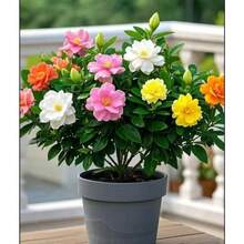 Strong Fragrance Purifying Gardenia , Indoor And Outdoor Balcony Living Room Green Plant Gardenia ,New Product Recommendation: Gardenia , 100pcs - 100 hạt giống - Xem 3