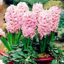 199 Rare Daffodil Bulbs, Hydroponic Perennial Flowers For Home Garden Decoration, Dutch Quality - 199粒種子 - 查看 2