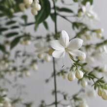 Silk Jasmine - High Survival Rate, Easy To Grow - Suitable For Indoor Balcony Or Office, Fishing Plants, Evergreen All Year Round, Green Plant Jasmine - 每粒種子10粒 - 查看 2