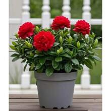 Strong Fragrance Purifying Gardenia , Indoor And Outdoor Balcony Living Room Green Plant Gardenia ,New Product Recommendation: Gardenia , 100pcs - 100 hạt giống - Xem 5