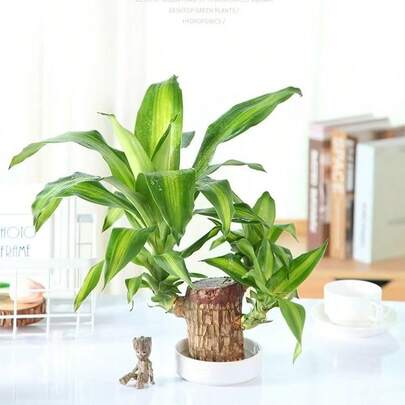 Lucky Brazilian Wood (Dracaena Fragrans) Water Culture Plant - Mini Desktop Bonsai For Office & Home Decor